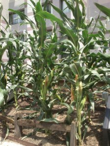 New Corn Variety Develop through MAS