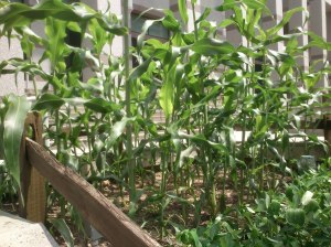 New Corn Variety Develop through MAS