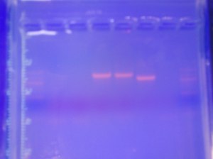 I did quite some PCRs this week and seeing bands of the right size and in the right samples always felt so good (agarose gel in UV light)