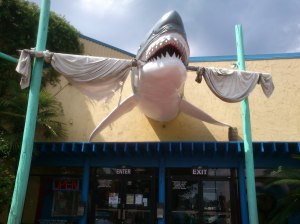 Shark Welcome to the Amusement Center