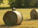 Hey, look! Some hay.